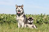 ALASKAN MALAMUTE 011